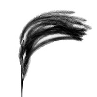  PLUM'O - artificial feather - synthetic / metal - H 106 cm - black
