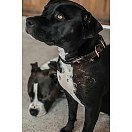 Dyon Braided Dog Collar