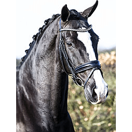 JUDI HOOFDSTEL PATENT/ BROWBAND FAMOUS II ONYX CRYSTAL AB PATENT 