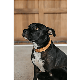 Dy'on Hondenhalsband Basket 