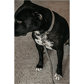 Dy'on Leiband Basket