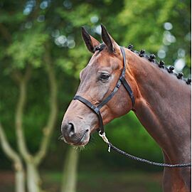 Busse Field headcollar