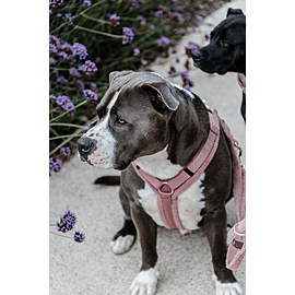 Kentucky Harnais Pour Chien Active - Teddy Fleece 