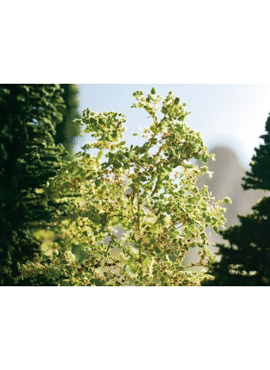 NOCH 23100 / Natur-Bäume