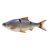 Blue Roach