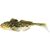 Spotted Goby