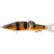 peacock bass