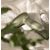Sage