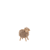 Bruin