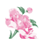 Roze