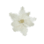 Creme