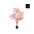 Roze