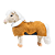 BRUIN
