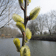 blote wortel 60-100