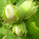blote wortel
