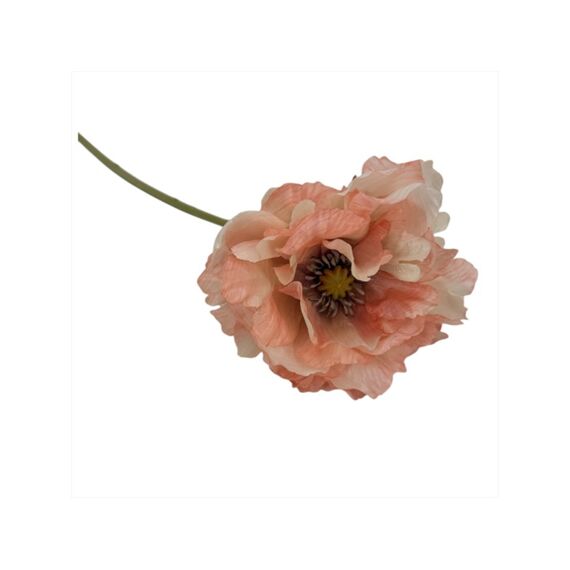 Poppy, Double, 72 Cm, Peach
