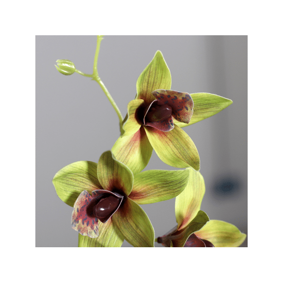 Kunstbloem Cymbidium Orchid With Leaves In Black Plastic Pot 55 Cm Assortiment Prijs Per Stuk/Kleur