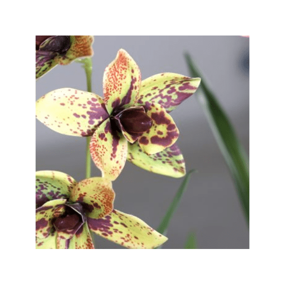 Kunstbloem Cymbidium Orchid With Leaves In Black Plastic Pot 55 Cm Assortiment Prijs Per Stuk/Kleur