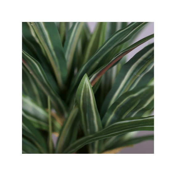 Kunstbloem Dracaena Plant In Black Plastic Pot 32Cm Assortiment Prijs Per Stuk/Kleur