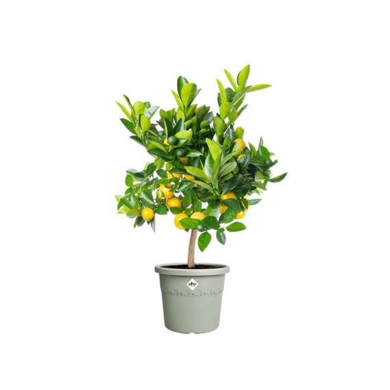 Elho Algarve Cilindro 30Cm Tijmgroen