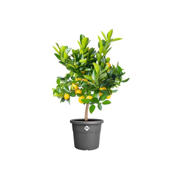 Elho Algarve Cilindro 30Cm Antraciet