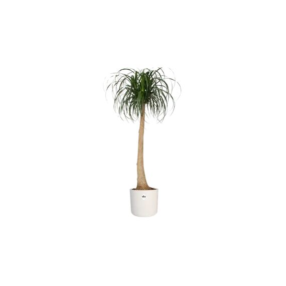 Elho B.For Soft Rond 14Cm Wit
