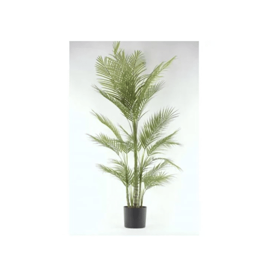 Forest Fern - Varen In Pot - H132Cm