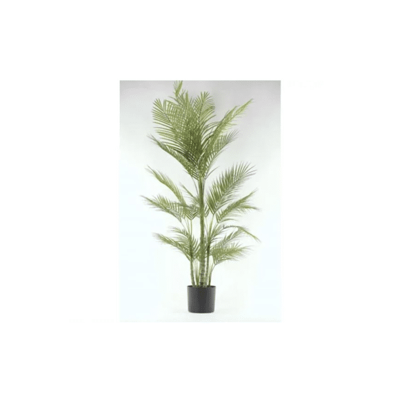 Forest Fern - Varen In Pot - H169Cm
