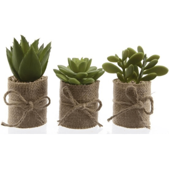 Vetplant In Pot Pe L5.00-w5.00-h12.00cm Groen Assortiment Prijs Per Stuk
