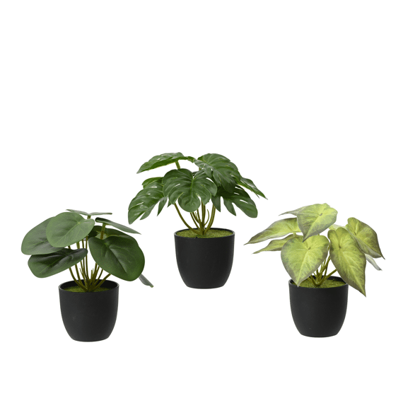 Plant In Pot Pe L7.00-w7.00-h15.00cm Groen/kleur(en) Assortiment Prijs Per Stuk