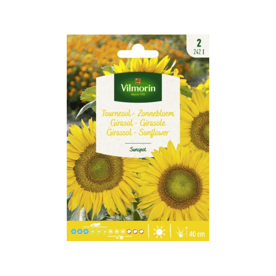 Vilmorin Dwergzonnebloem Sunspot