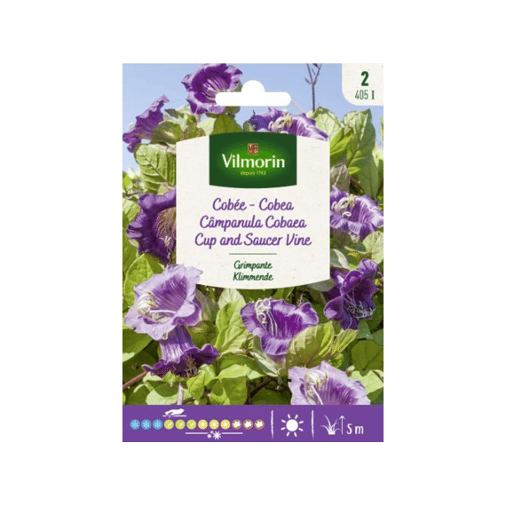 Vilmorin Cobea Klimmende