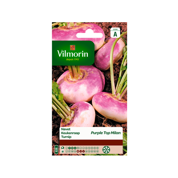 Vilmorin Keukenraap Purple Top Milan