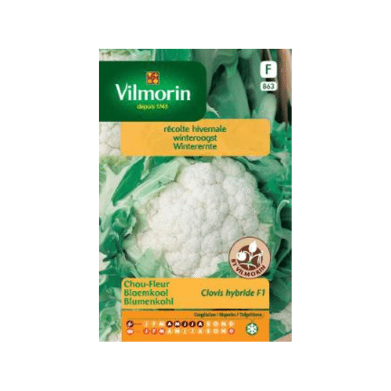 Vilmorin Winterbloemkool Clovis Hf1