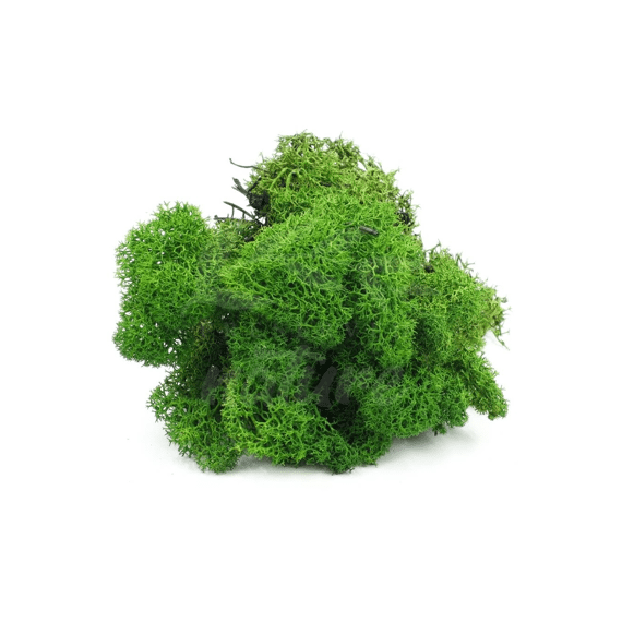 Moss Reindeer 250gr Nature 19x19x7cm Mossgreen