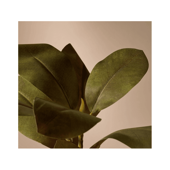 Magnolia With Two Flowers And One Bud Two Colors Assorted Price Per Stem 83 Cm