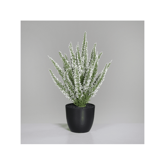 Erika (calluna) In Pot 33 Cm Cream