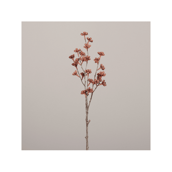 Eucalyptus  Multiple Fruit  80 Cm Red