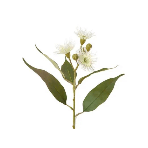 Eucalyptus Twig With Flower Buds 64 Cm