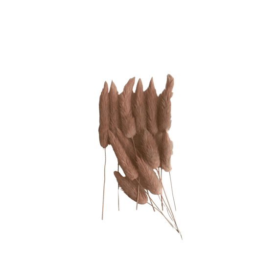 Vis Ta Vie Lagurus Peach In Zakje 12st 10cm