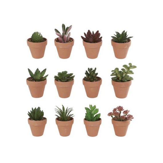 Bloempotje Rio met Plantje 6,5x12cm Assortiment Prijs Per Stuk