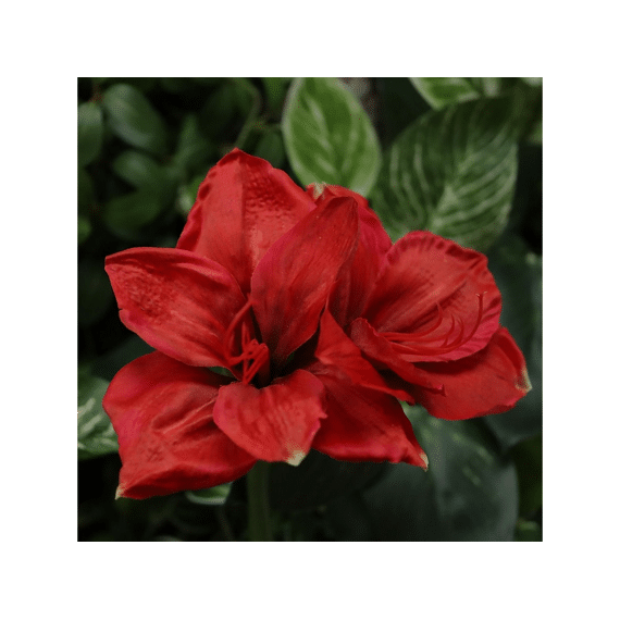 Kunstbloem Tak Amaryllis 68cm Rood