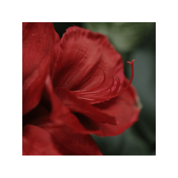 Kunstbloem Tak Amaryllis 68cm Rood