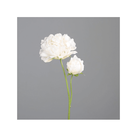 Pioenrozen Met Een Open En Een Gesloten Bloem 67 Cm Cream