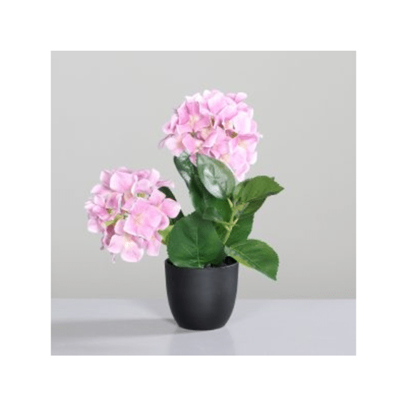 Hortensia In Zwarte Kunststofpot Met 2 Bloemen 30 Cm Pink