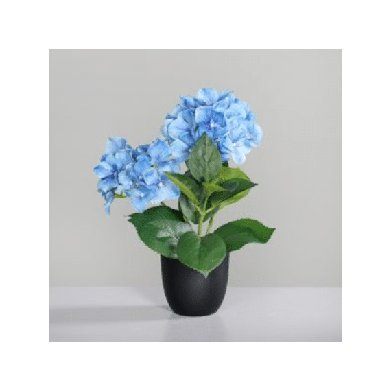 Hortensia In Zwarte Kunststofpot Met 2 Bloemen 30 Cm Blauw