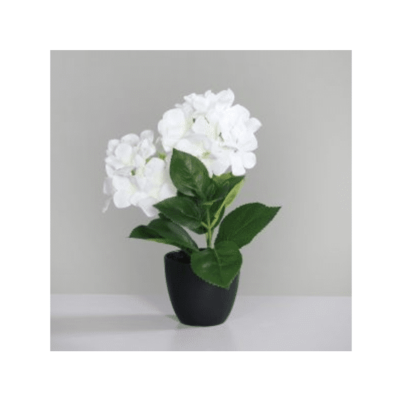 Hortensia In Zwarte Kunststofpot Met 2 Bloemen 30 Cm Wit