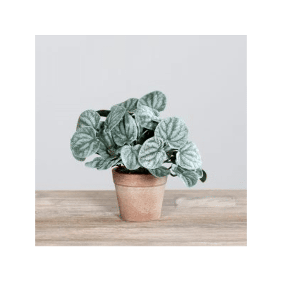 Peperoni-plant In Terracotta Pot 18 Cm Groen