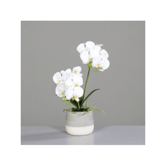 Orchidee Met 2 Bloemen In Keramieken Pot 43 Cm Cream