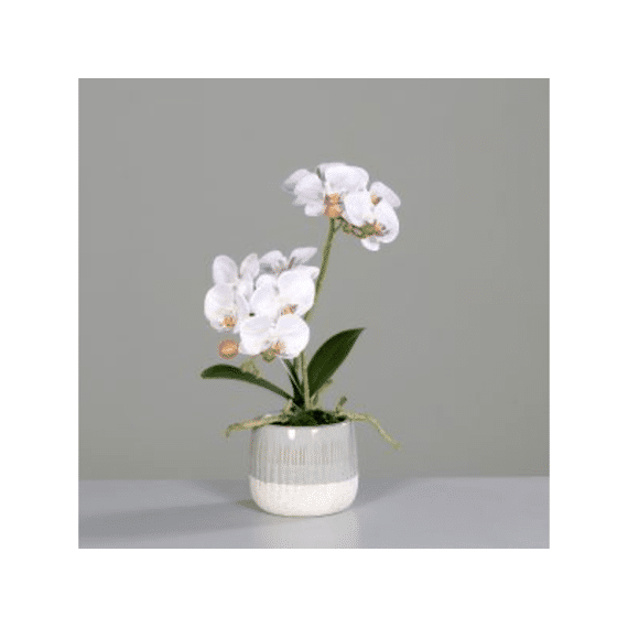 Orchidee Met 2 Bloemen In Keramieken Pot 43 Cm Roze